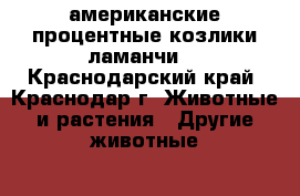 американские процентные козлики ламанчи  - Краснодарский край, Краснодар г. Животные и растения » Другие животные   . Краснодарский край,Краснодар г.